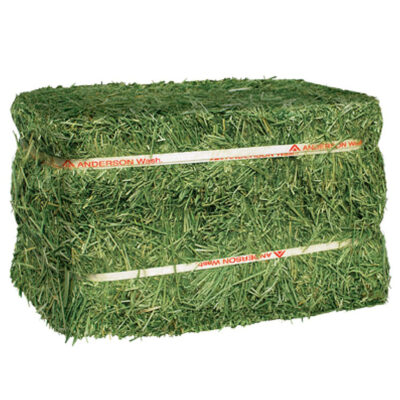 Cỏ cho ngựa Anderson Alfalfa Hay 9 Cỏ cho ngựa Anderson Alfalfa Hay