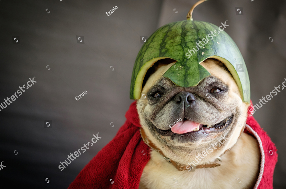 Giải đáp thắc mắc vì sao lại lai tạo ra giống chó Pugs