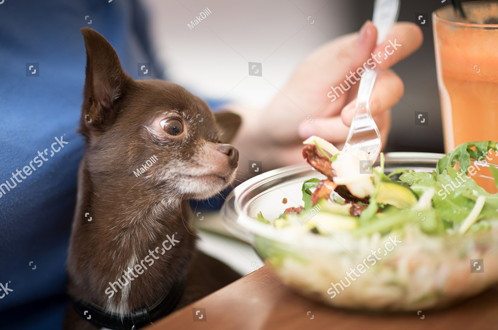 Nhu cầu ăn kiêng đặc biệt của chó Chihuahua