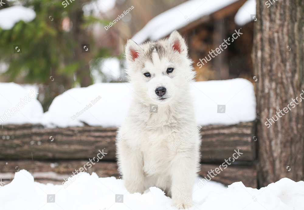 Cách huấn luyện chó Husky Siberian nghe lời chủ nhân