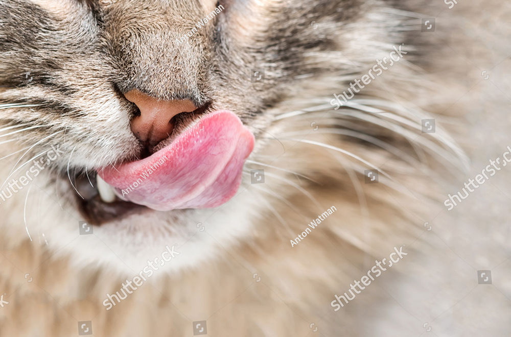 Mũi của mèo nên ướt hay khô là tốt?