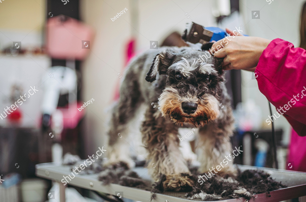 Da chó bị kích thích sau khi cắt tỉa lông