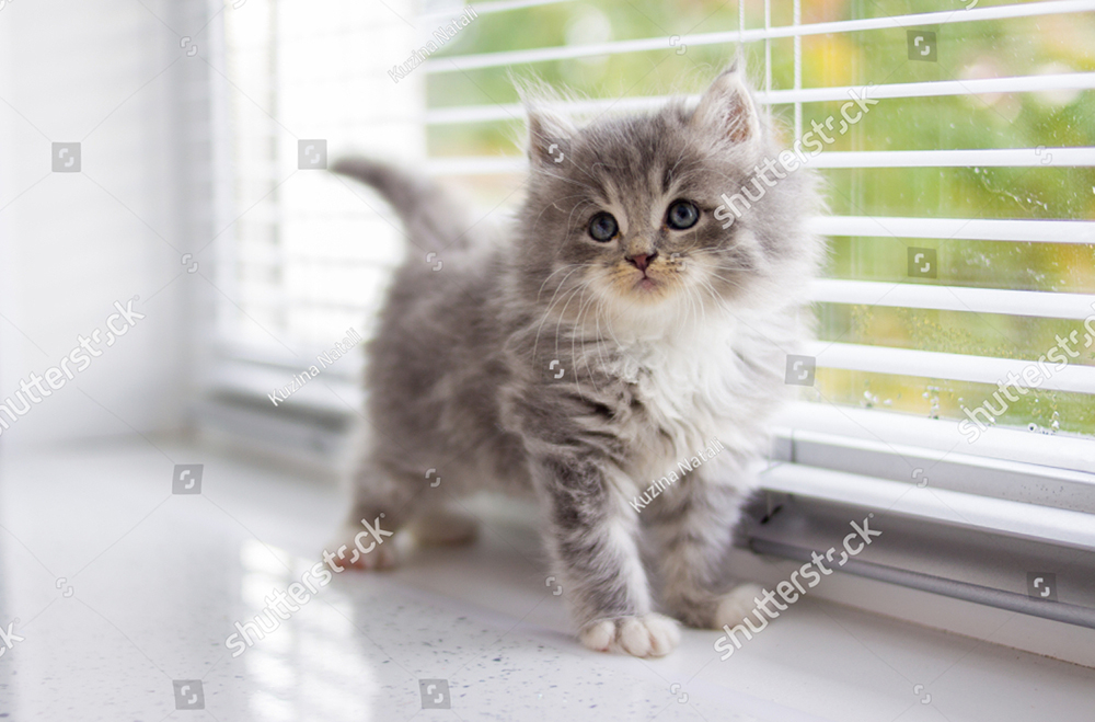 Vì sao mèo lại có vết đốm đen trên người