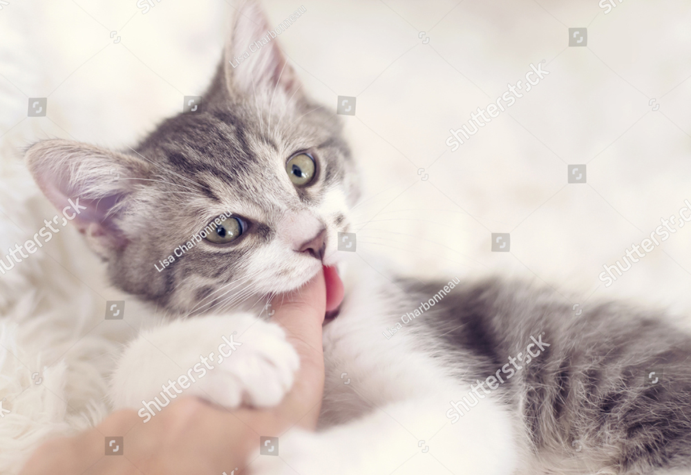 Nguyên nhân và cách phòng ngừa việc mèo hay cắn