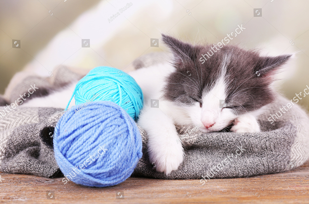 Tìm hiểu hơn 105 ảnh mèo ngủ dễ thương mới nhất  thtantai2eduvn