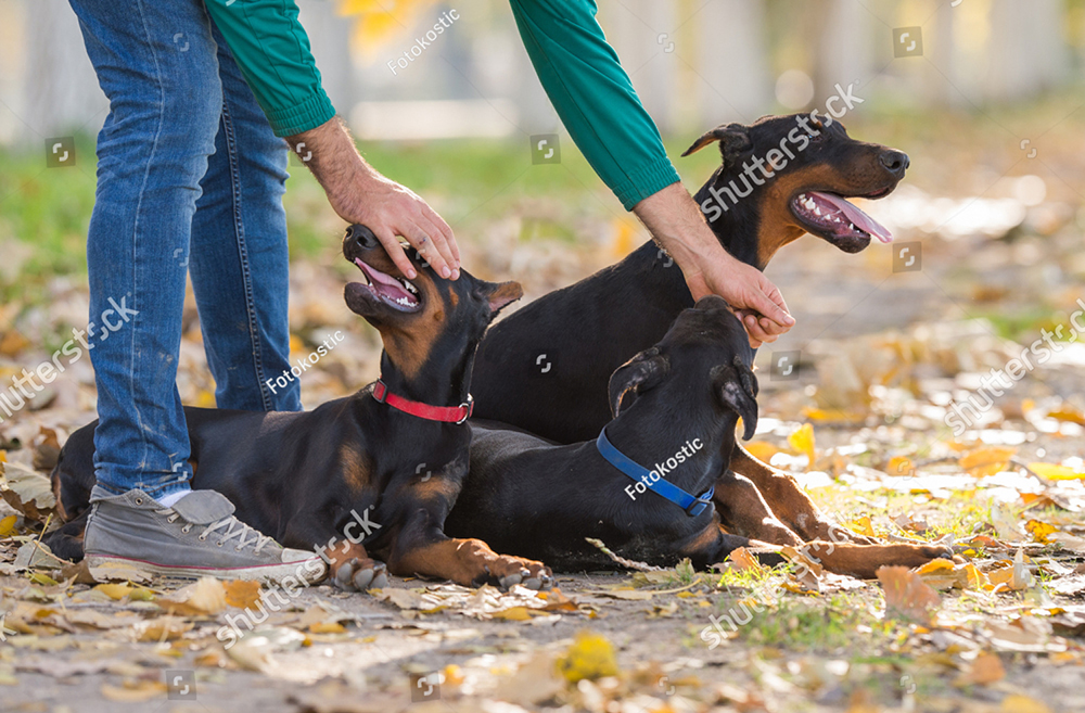 Các bước huấn luyện chó Doberman Pinschers