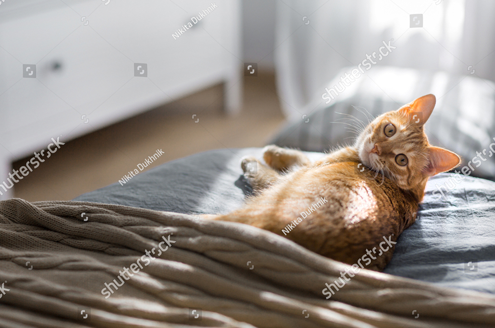 Giải thích tại sao mèo lại hay đi vệ sinh trên giường?