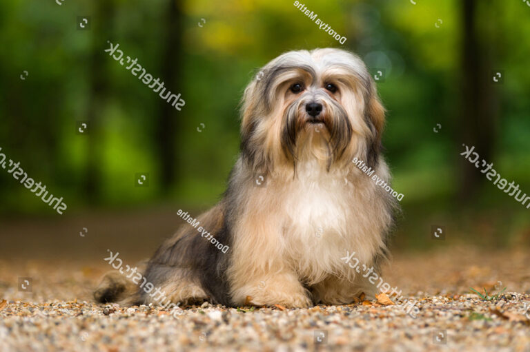 Cách chăm sóc chó Havanese cơ bản đúng chuẩn