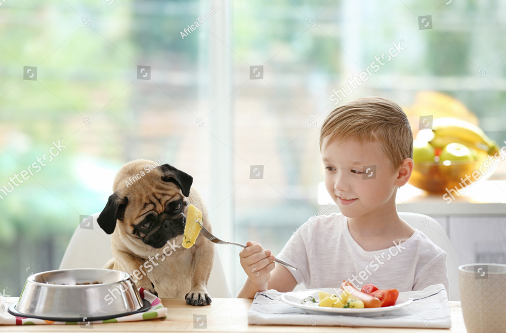 Công thức món khoai lang nghiền trong thức ăn cho chó