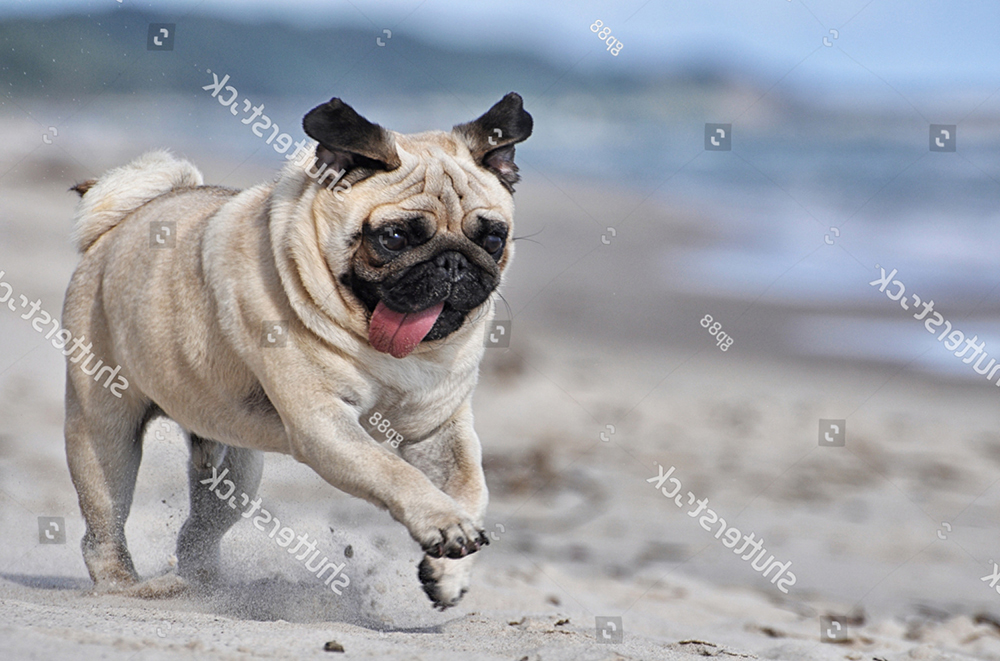 Giống chó Pug và câu chuyện về nguồn gốc