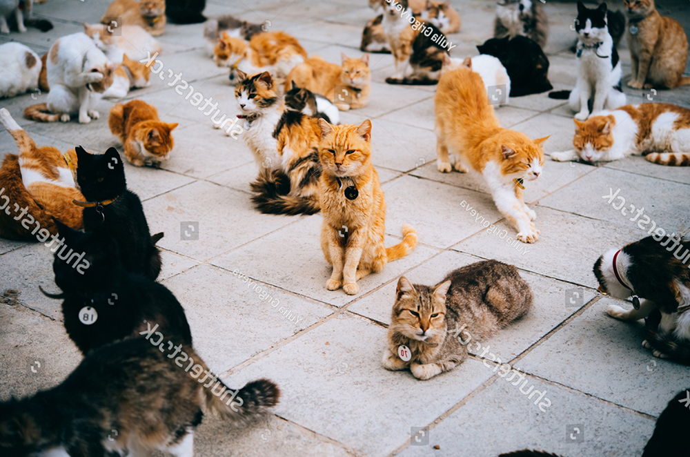 10 giống mèo lười nhất trên thế giới