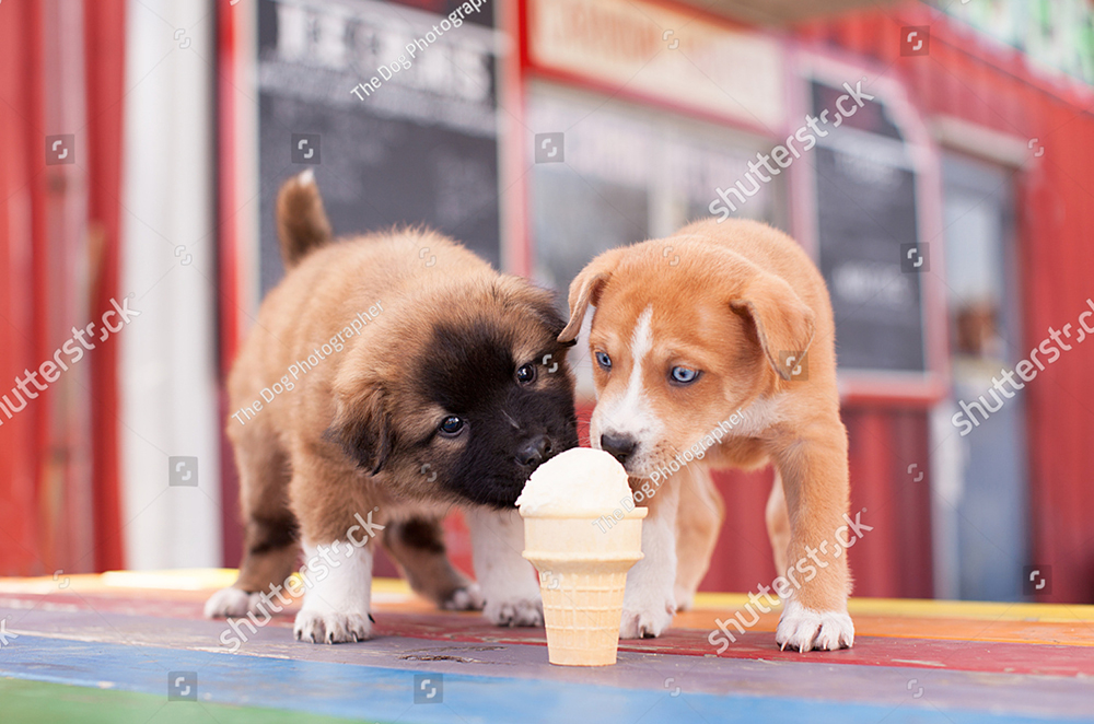 Có nên cho chó ăn kem vào mùa hè hay không?