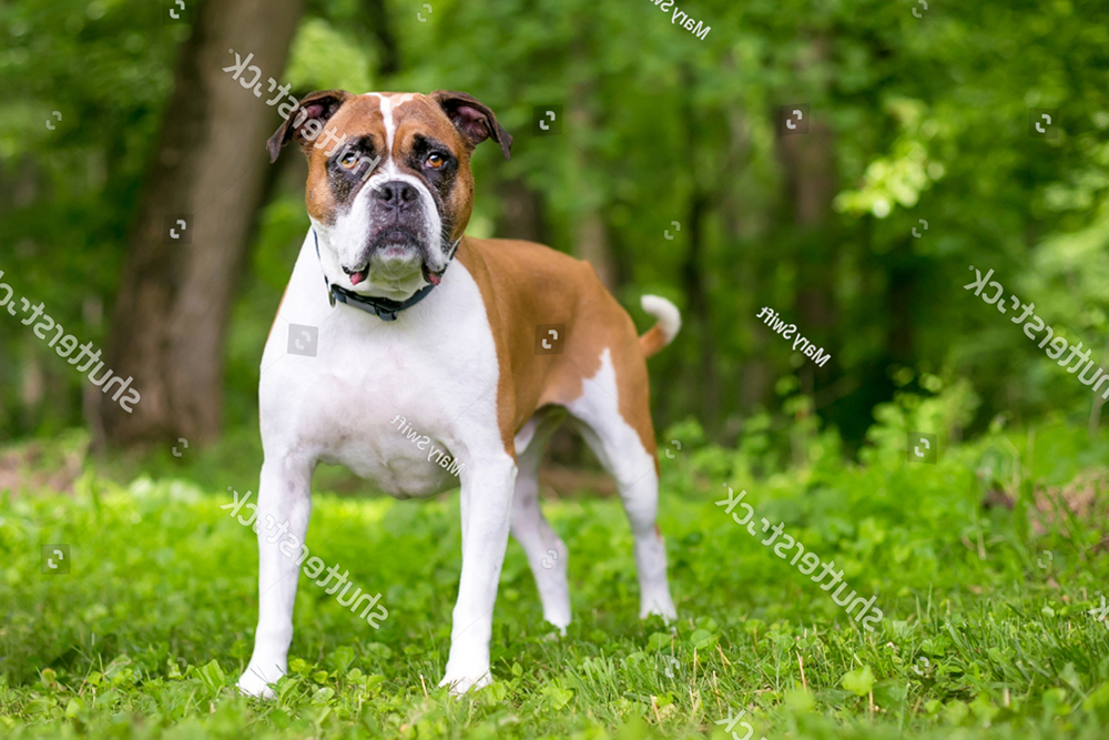 Có nên phối giống chó Boxer với giống chó Bulldog không?