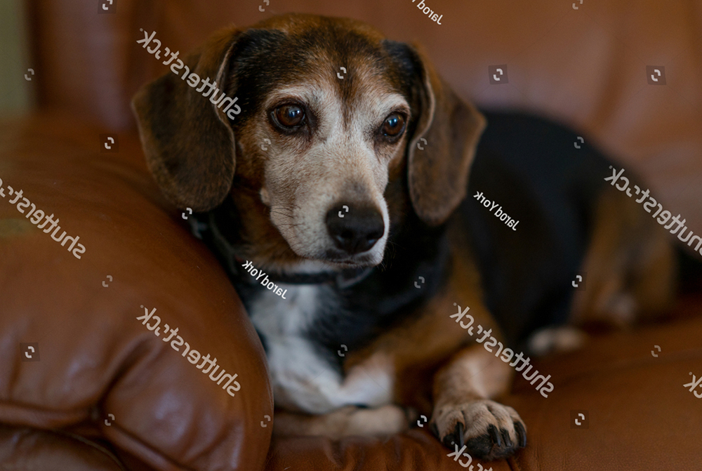 Có nên phối giống chó Dachshund với giống chó Beagle không?
