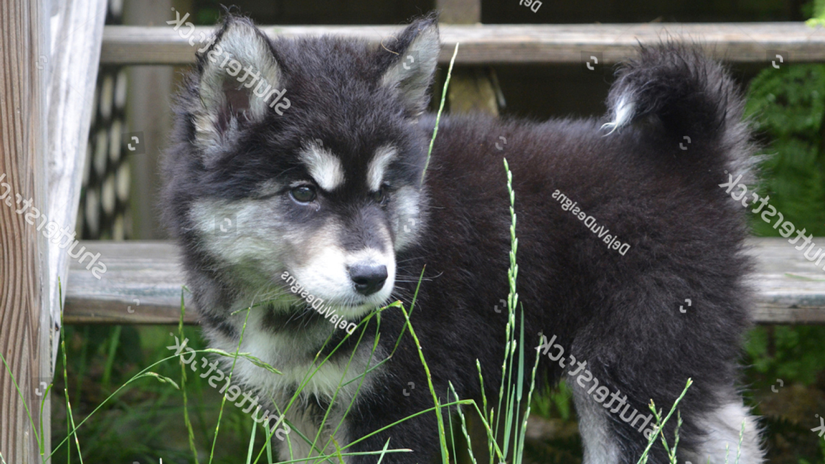 Có nên phối giống chó Husky với giống chó Alaskan không?