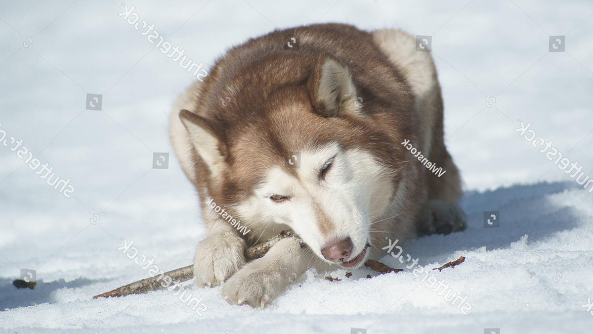 Có nên phối giống chó Husky với giống chó Great Dane không?