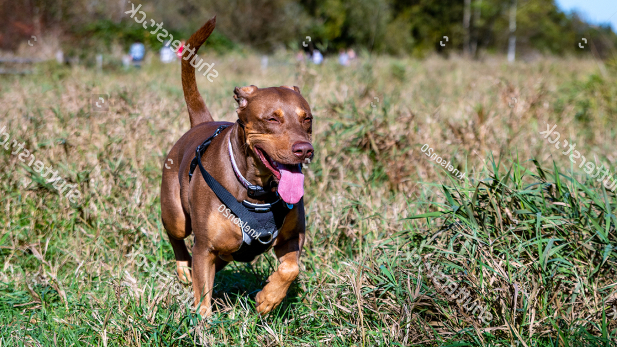 Có nên phối giống chó Labrador với giống chó Doberman không?