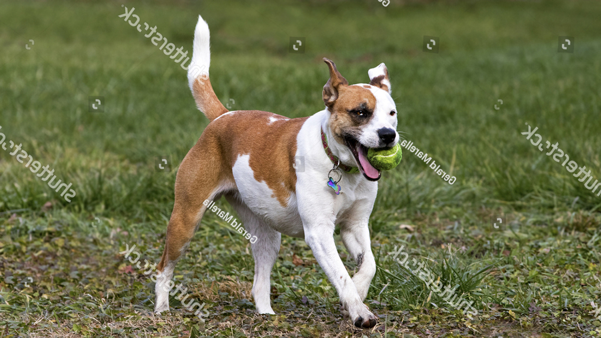 Có nên phối giống chó Labrador với giống chó Võ sĩ không?