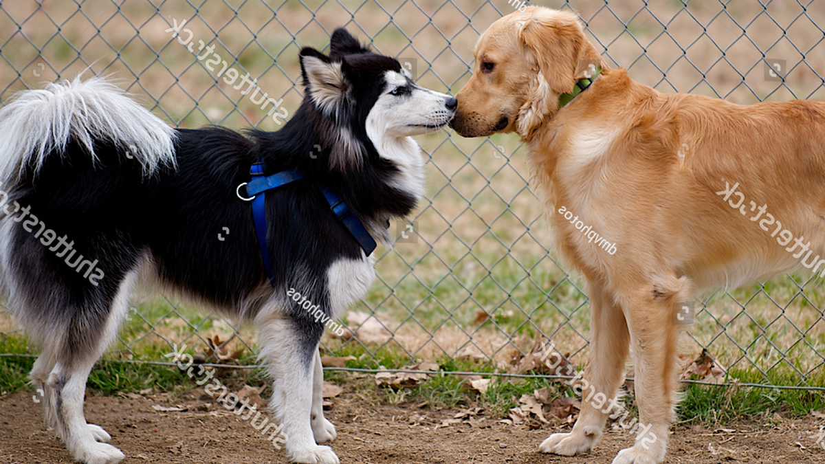 Có nên phối giống chó Golden Retriever với giống chó Husky không?