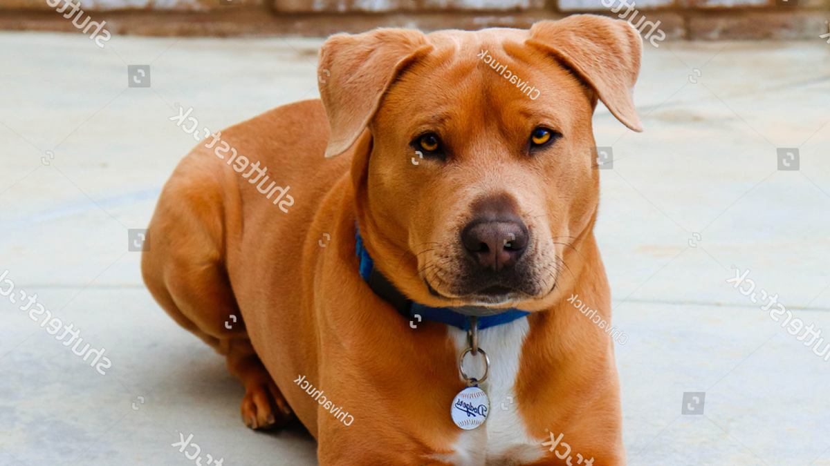 Có nên phối giống chó Golden Retriever với giống chó Pitbull không?