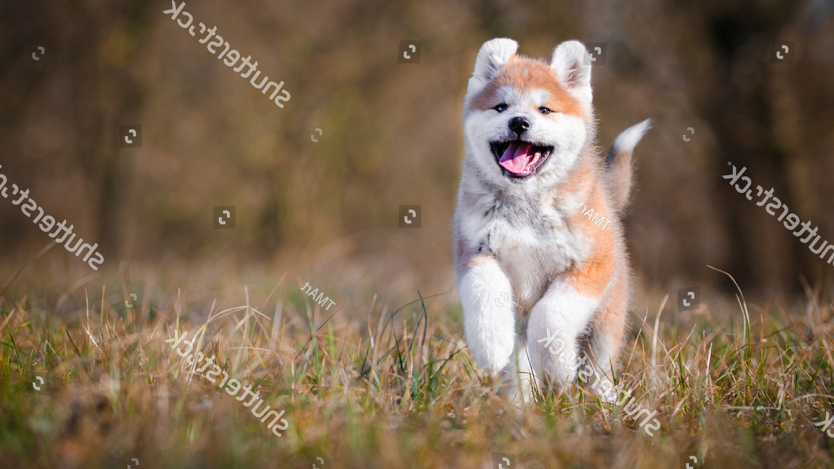 Hơn 39 cách phối giống chó Akita cần phải biết