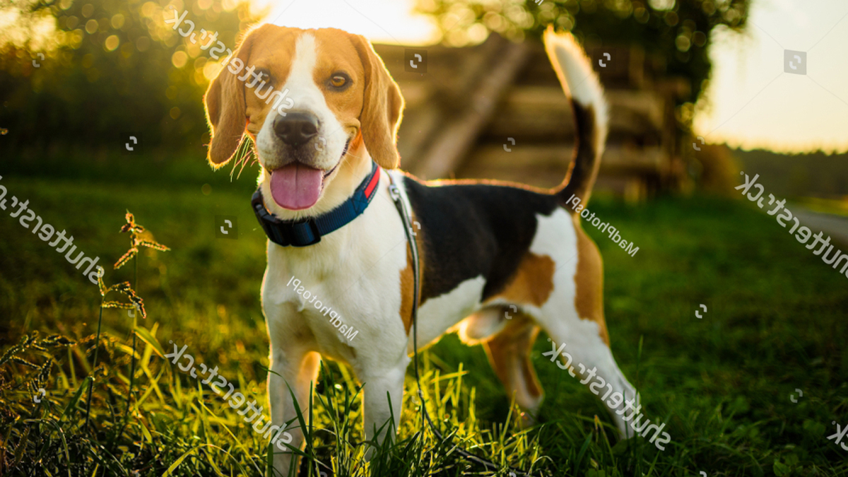 Hơn 45 cách phối giống chó Beagle cần phải biết