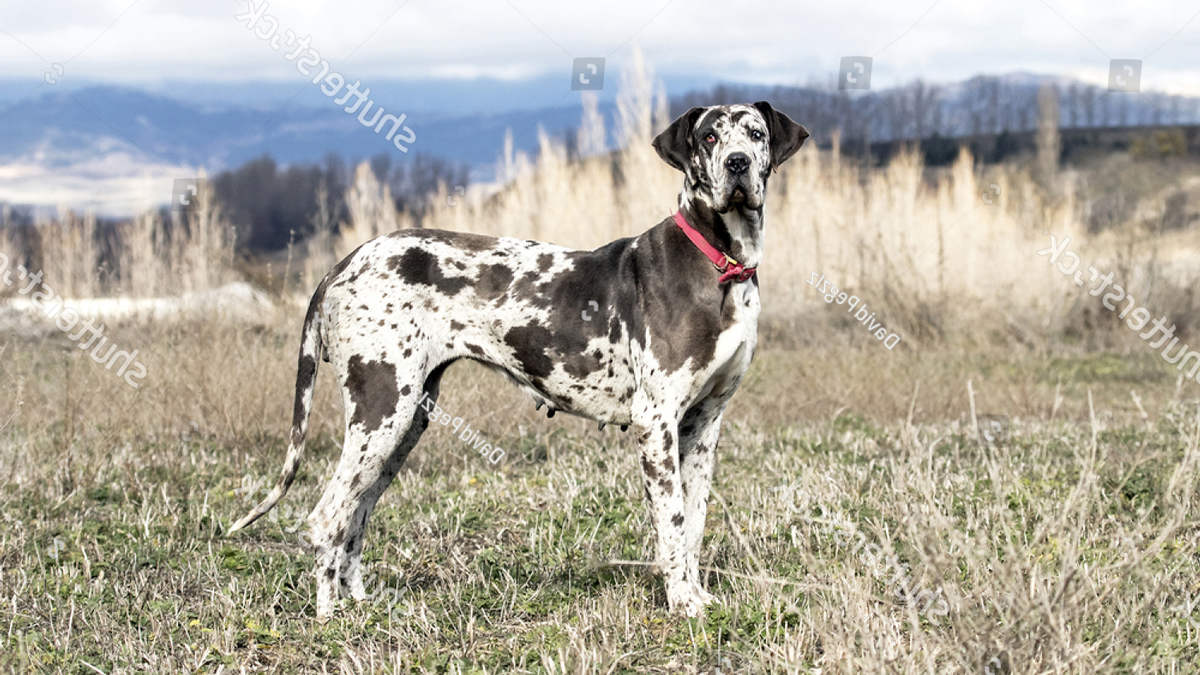 Hơn 45 cách phối giống chó Great Dane cần phải biết