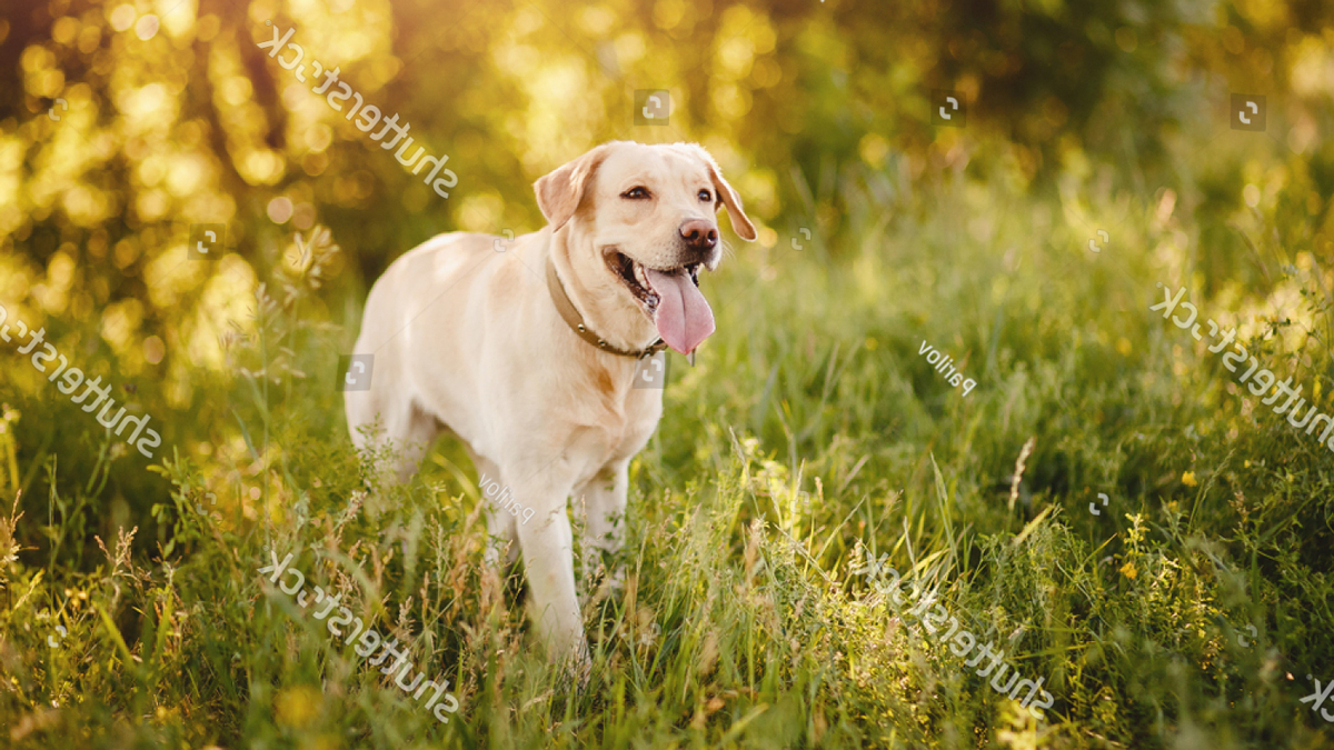 Hơn 45 cách phối giống chó Labrador cần phải biết