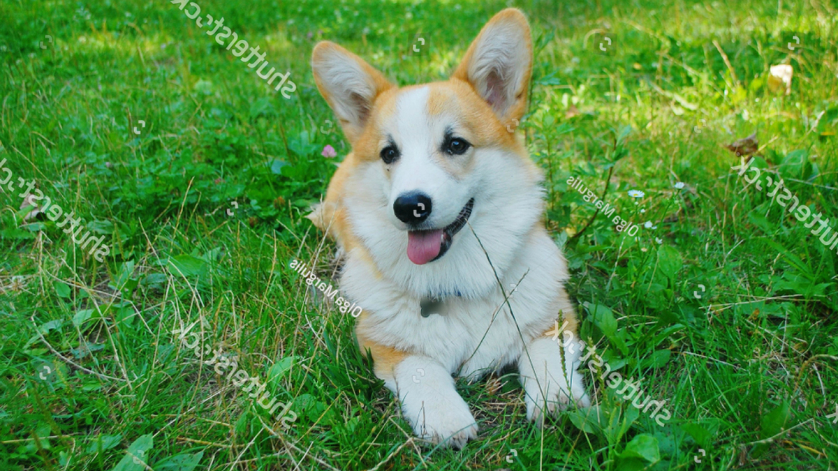Hơn 50 cách phối giống chó Corgi cần phải biết