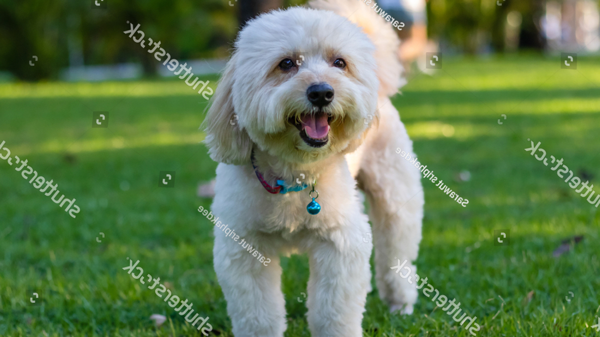 Hơn 51 cách phối giống chó Poodle cần phải biết