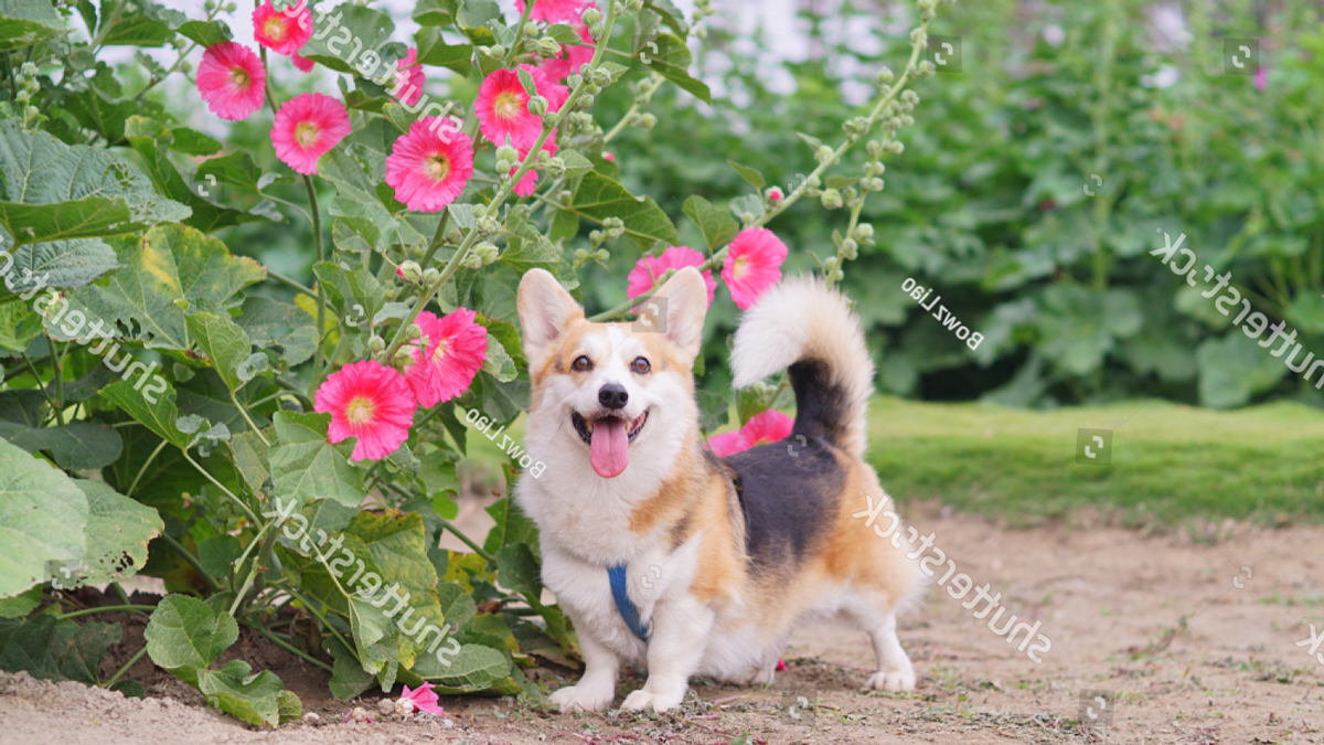 Có nên phối giống chó Golden Retrieve với chó Corgi không?