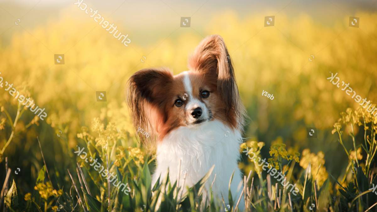 Hơn 47 cách phối giống chó Papillon cần phải biết