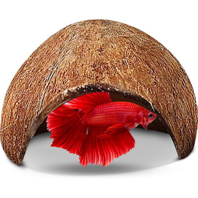 Nhà cho cá bằng gáo dừa SunGrow Natural Coconut Betta Fish Cave Ornament 11 Nhà cho cá bằng gáo dừa SunGrow Natural Coconut Betta Fish Cave Ornament