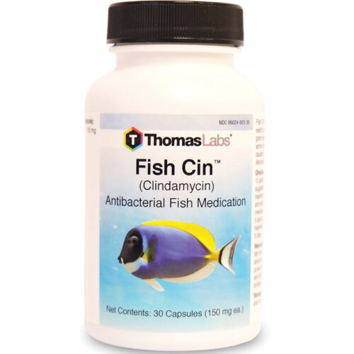 Thuốc kháng sinh cho cá kháng khuẩn Thomas Labs Fish Cin Clindamycin Antibacterial an toàn, hiệu quả Thuoc-khang-sinh-cho-ca-khang-khuan-thomas-labs-fish-cin-clindamycin-antibacterial-500x500