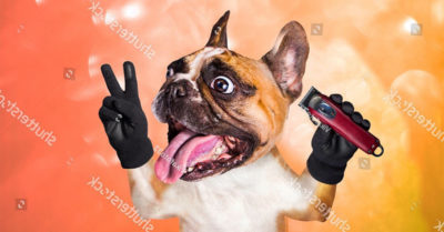 11 mẫu tông đơ cắt lông chó được Groomer tin dùng
