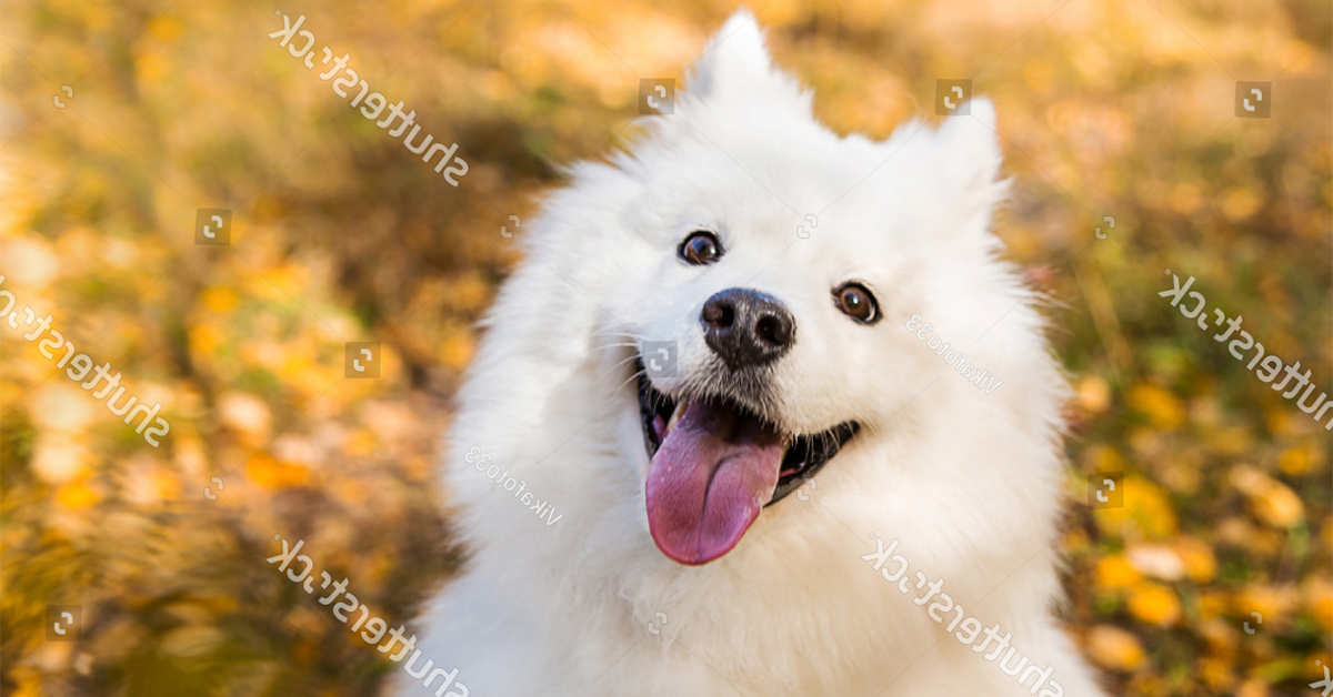 5 loại thức ăn cho chó Samoyed trắng lông khỏe mạnh