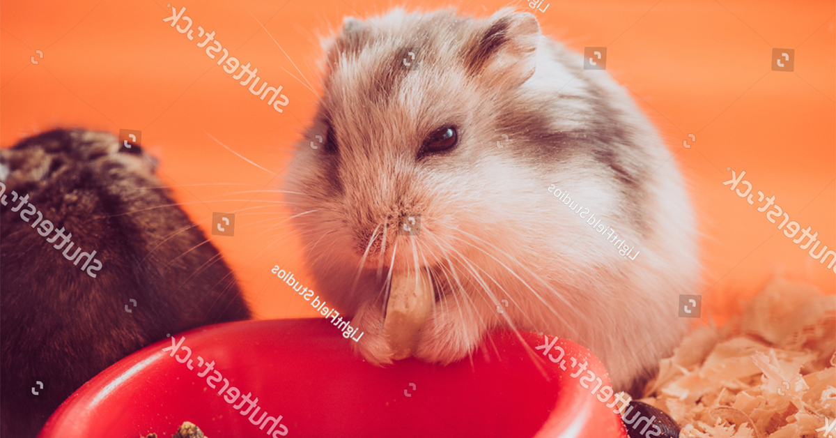 9 loại thức ăn cho chuột Hamster dân chơi tin dùng