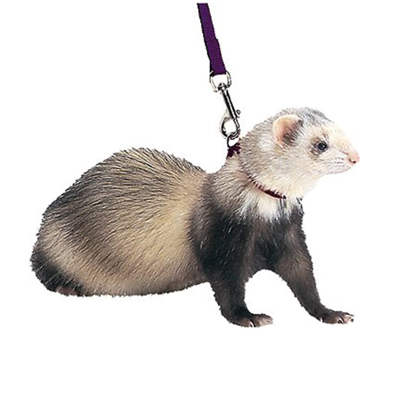 Dây dắt chồn Ferret Marshall Harness & Lead Ferret Leash, Black