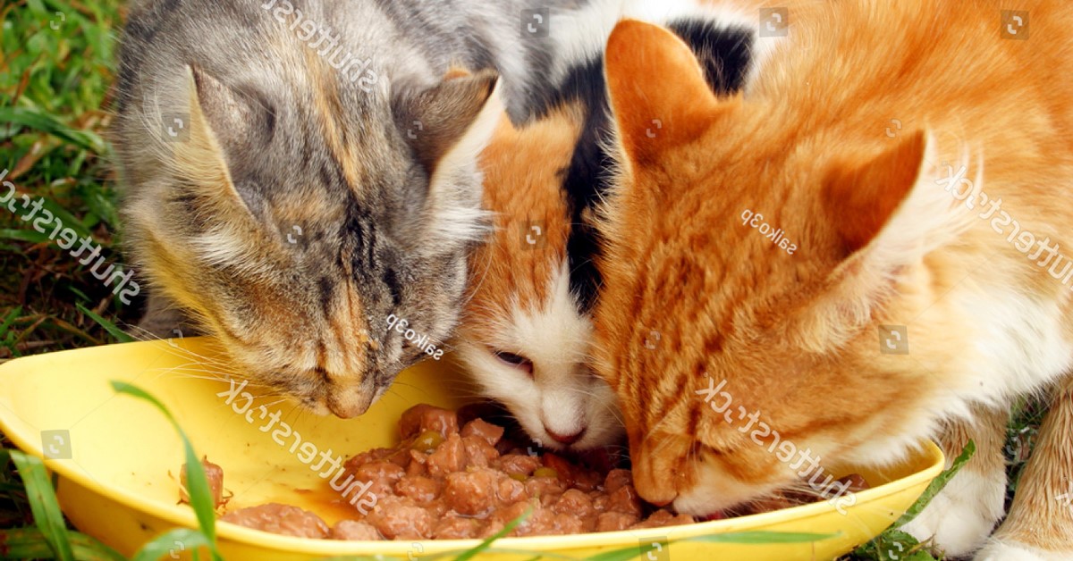 13 loại thức ăn dinh dưỡng cho mèo ngon khó cưỡng