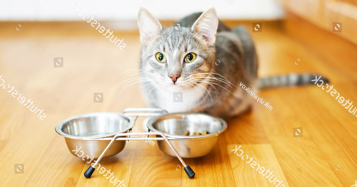 18 mẫu bát ăn cho mèo độc và lạ chỉ có ở Vietpet