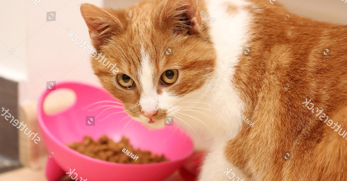 5 điều cần biết khi mua thức ăn cho mèo Max Power